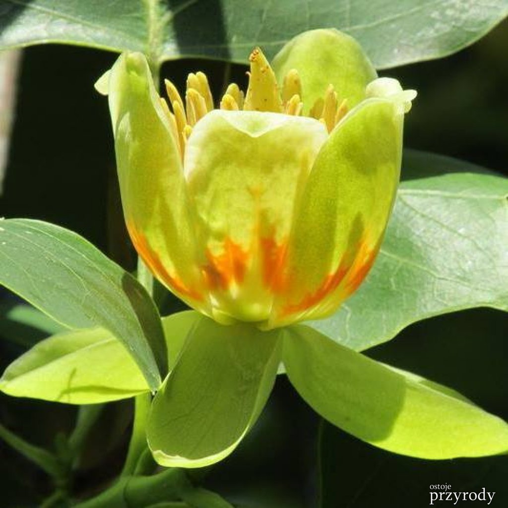 Kwiat tulipanowca