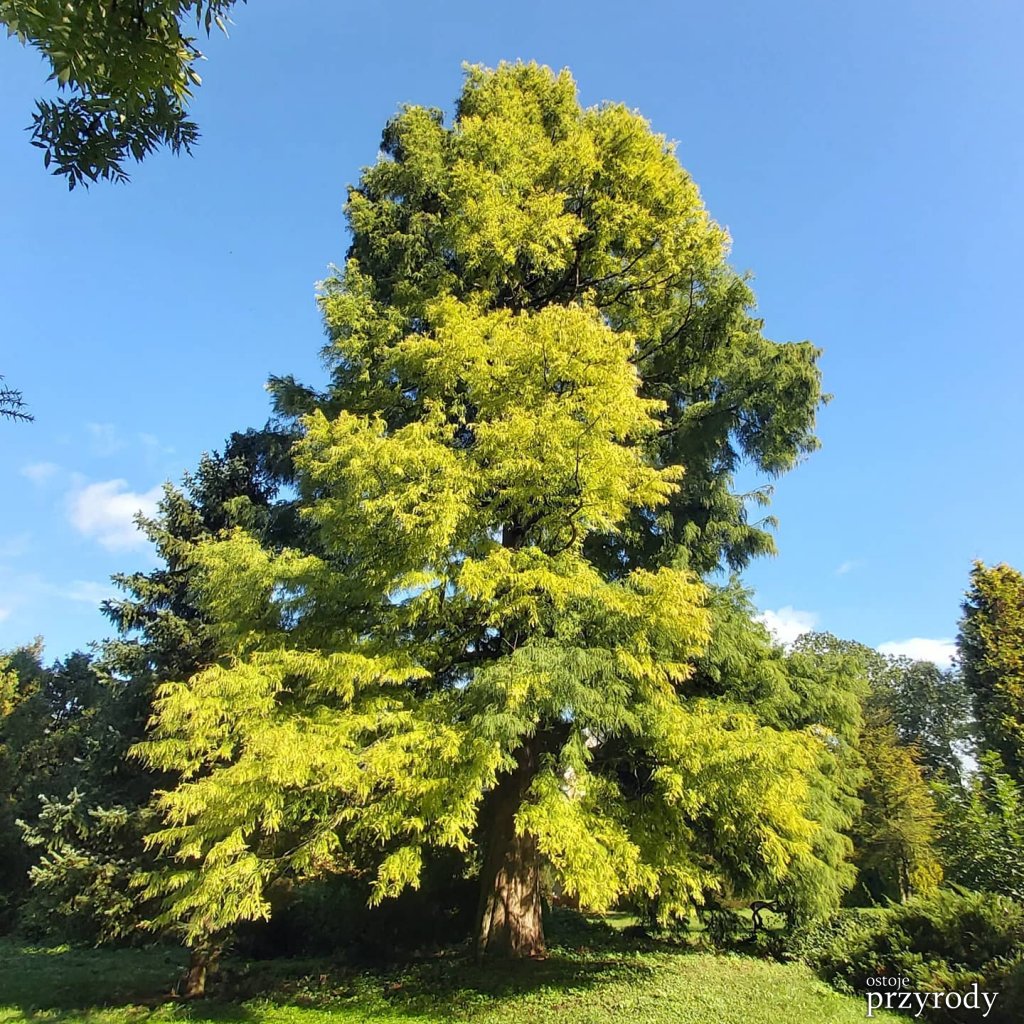 Cypryśnik błotny w Arboretum w Prószkowie