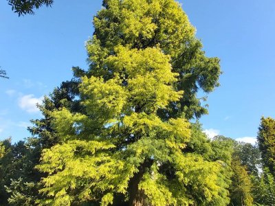 Cypryśnik błotny w Arboretum w Prószkowie