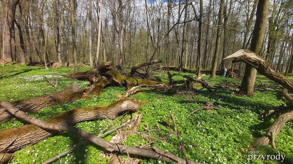 Rezerwat ze starym lasem