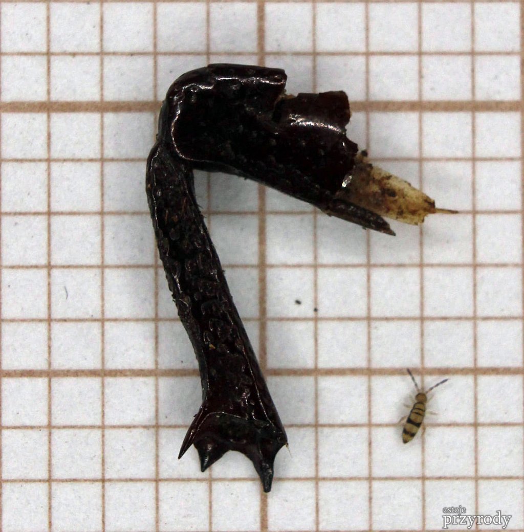 Centralny Port Lotniczy i Bełk