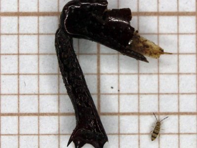 Centralny Port Lotniczy i Bełk