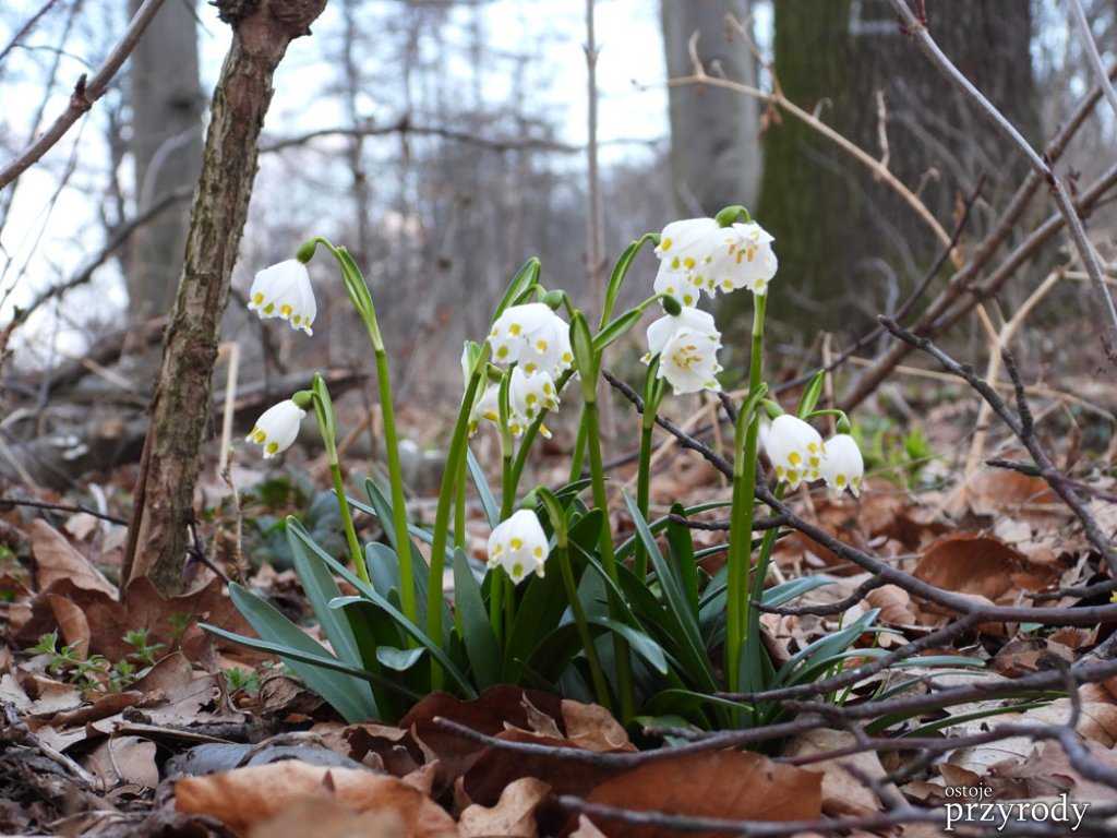 Śnieżyca wiosenna