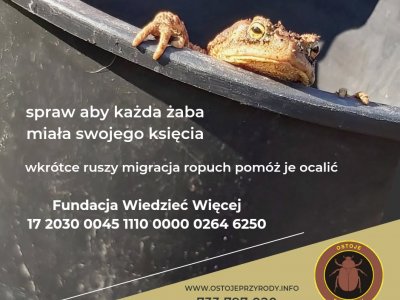 Ratujemy płazy