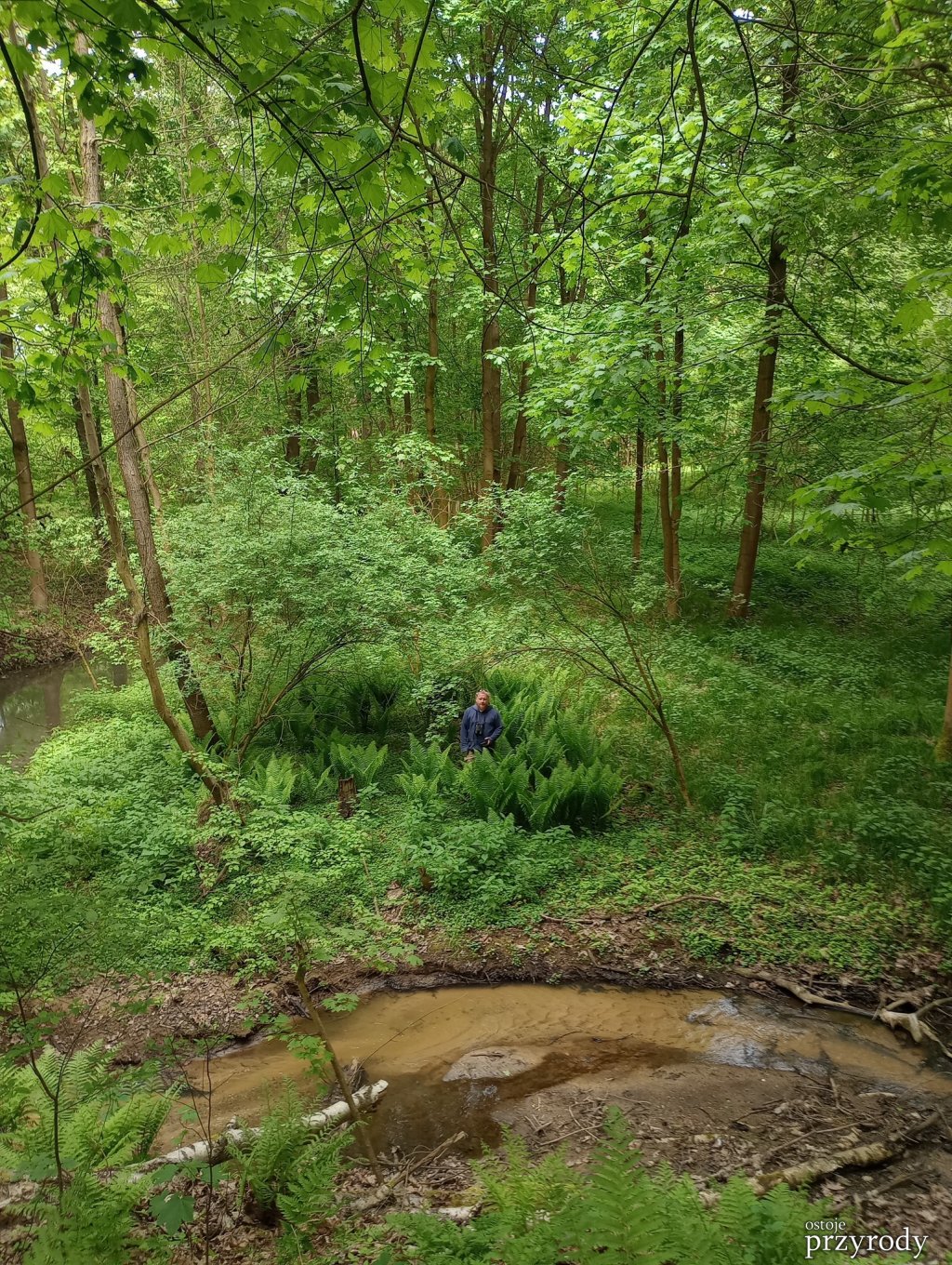 Pióropusznik strusi