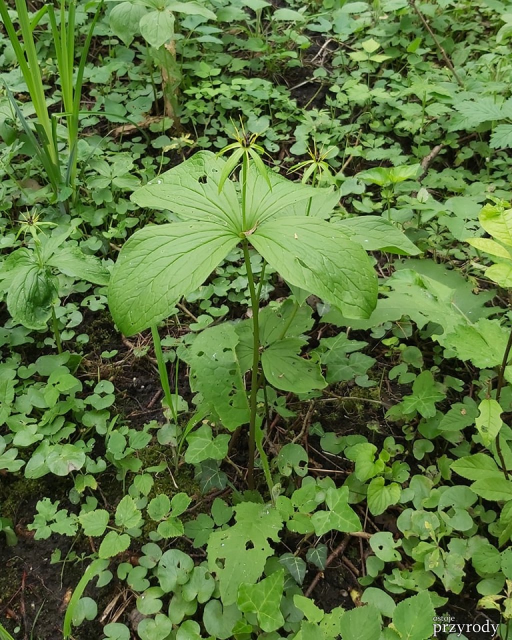 Czworolist pospolity