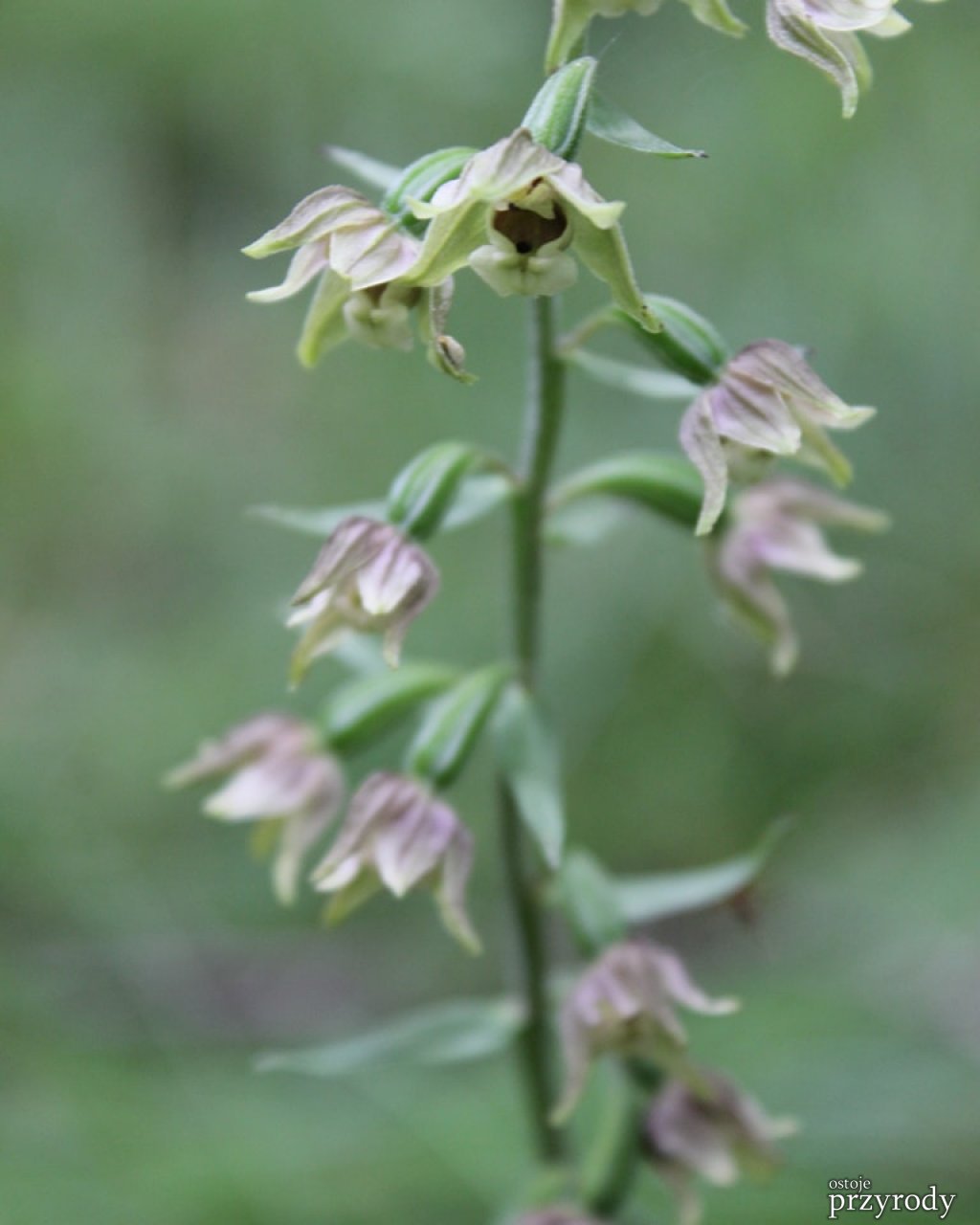 Kruszczyk szerokolistny