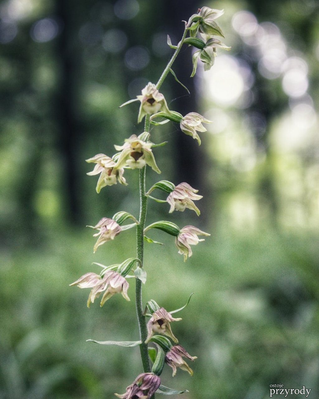 Kruszczyk szerokolistny