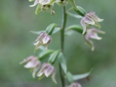 Kruszczyk szerokolistny