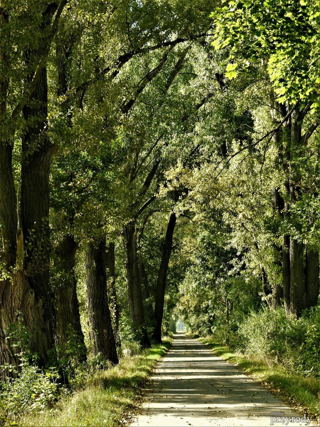 Aleja w Sukowicach do WYCINKI