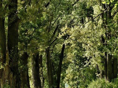 Aleja w Sukowicach do WYCINKI