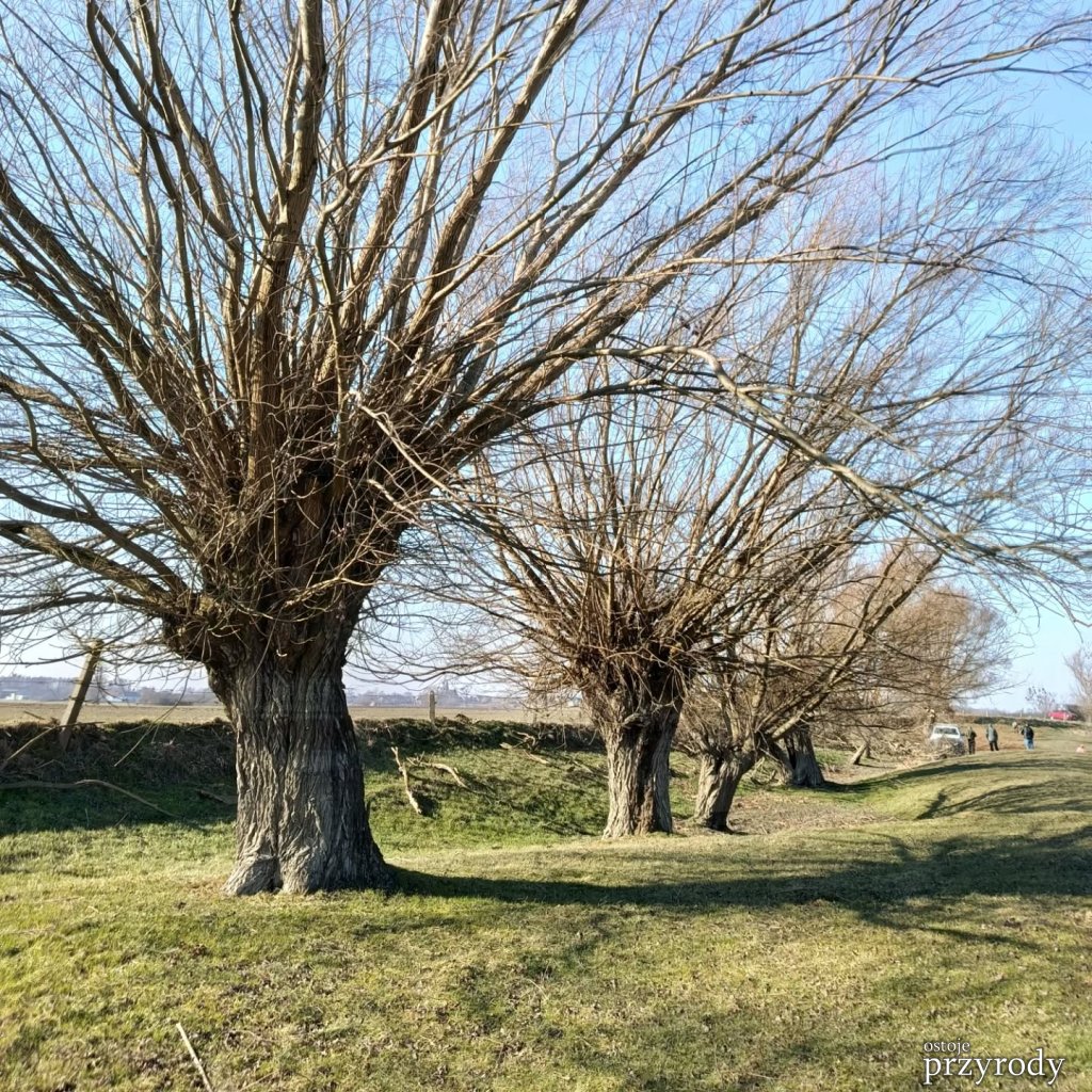 Dzień wierzby głowiastej