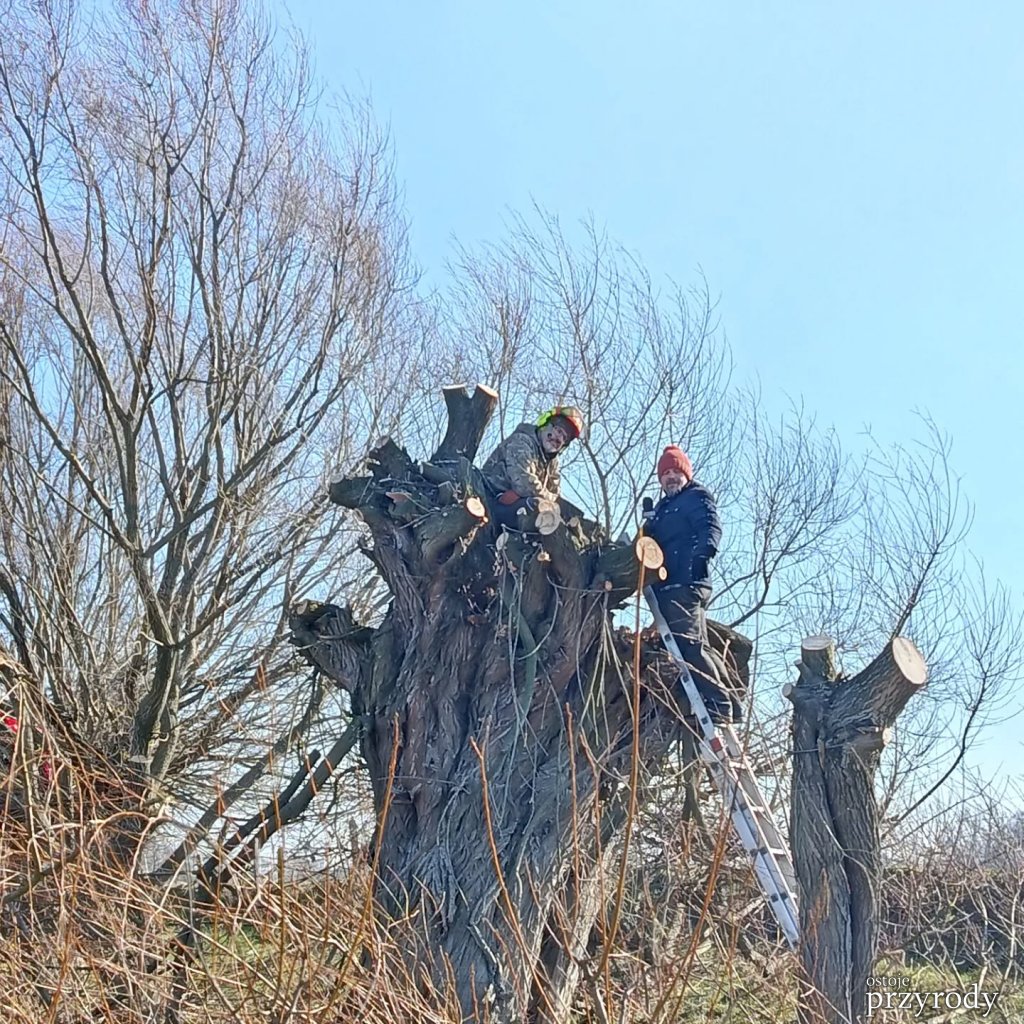 Dzień wierzby głowiastej