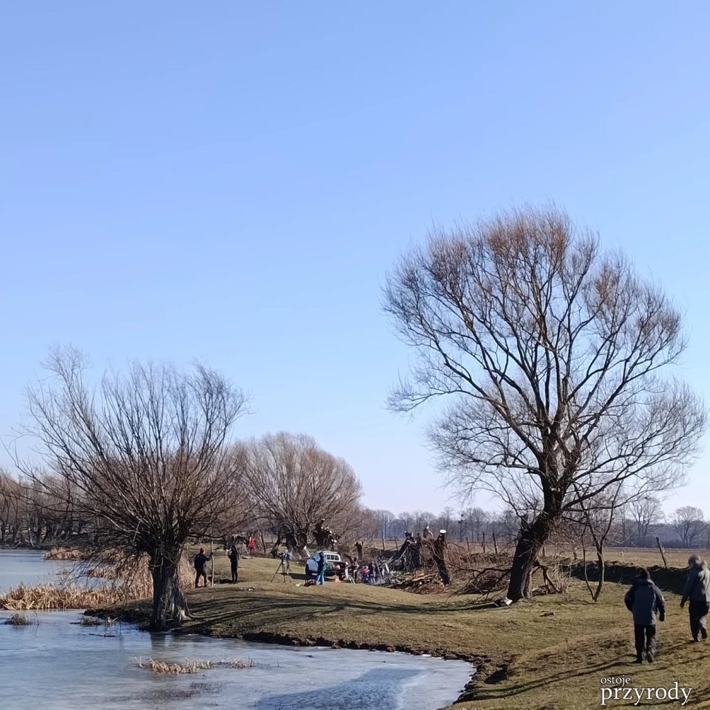 Dzień wierzby głowiastej