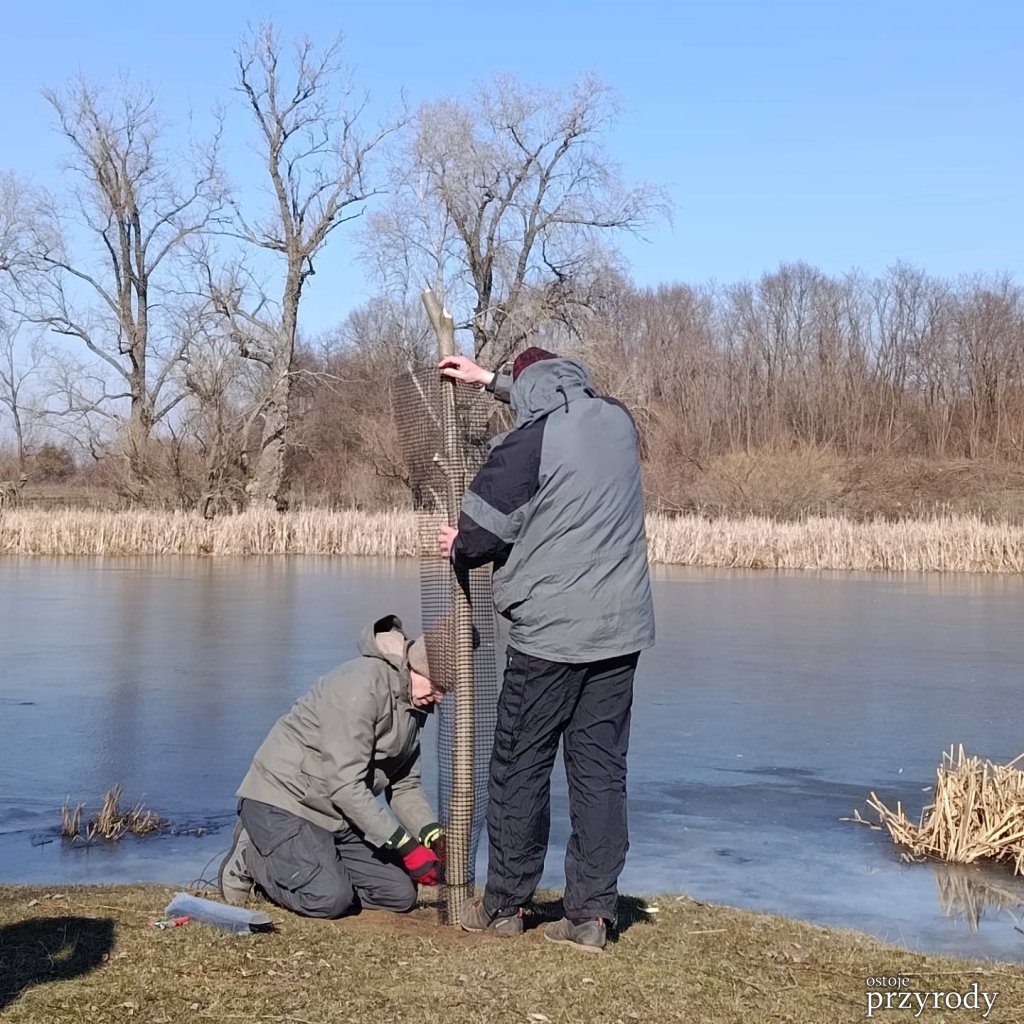 Dzień wierzby głowiastej