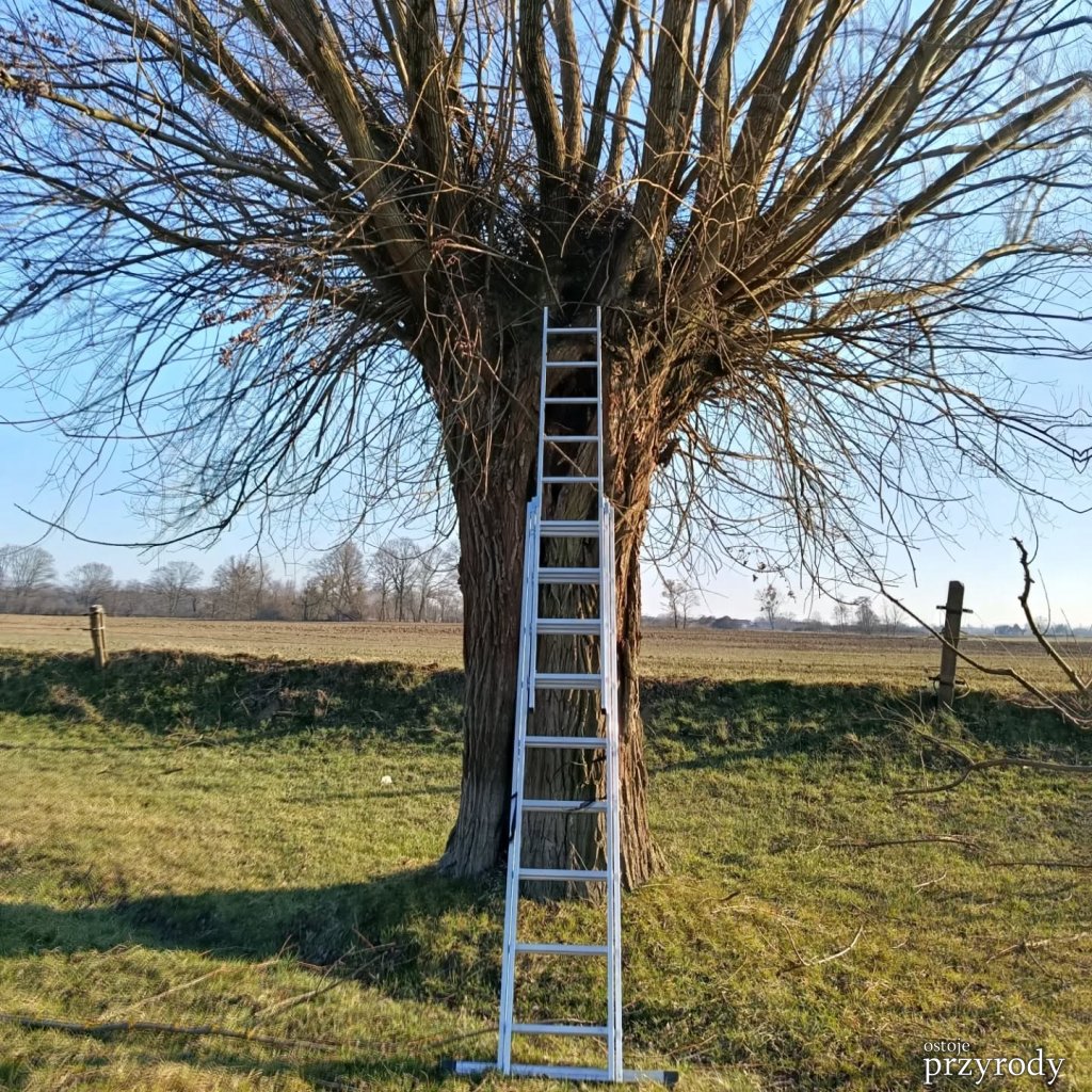 Dzień wierzby głowiastej