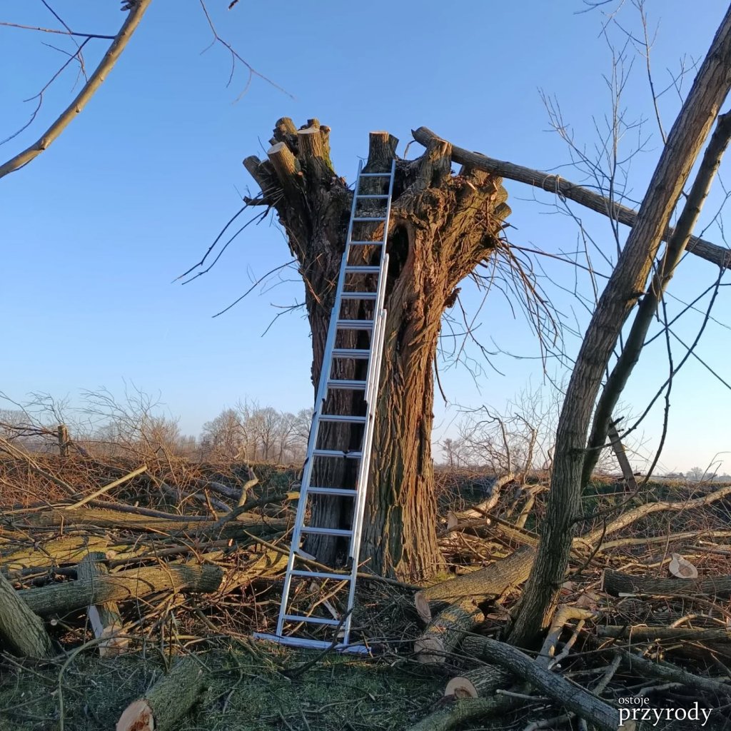 Dzień wierzby głowiastej