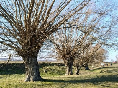 Dzień wierzby głowiastej