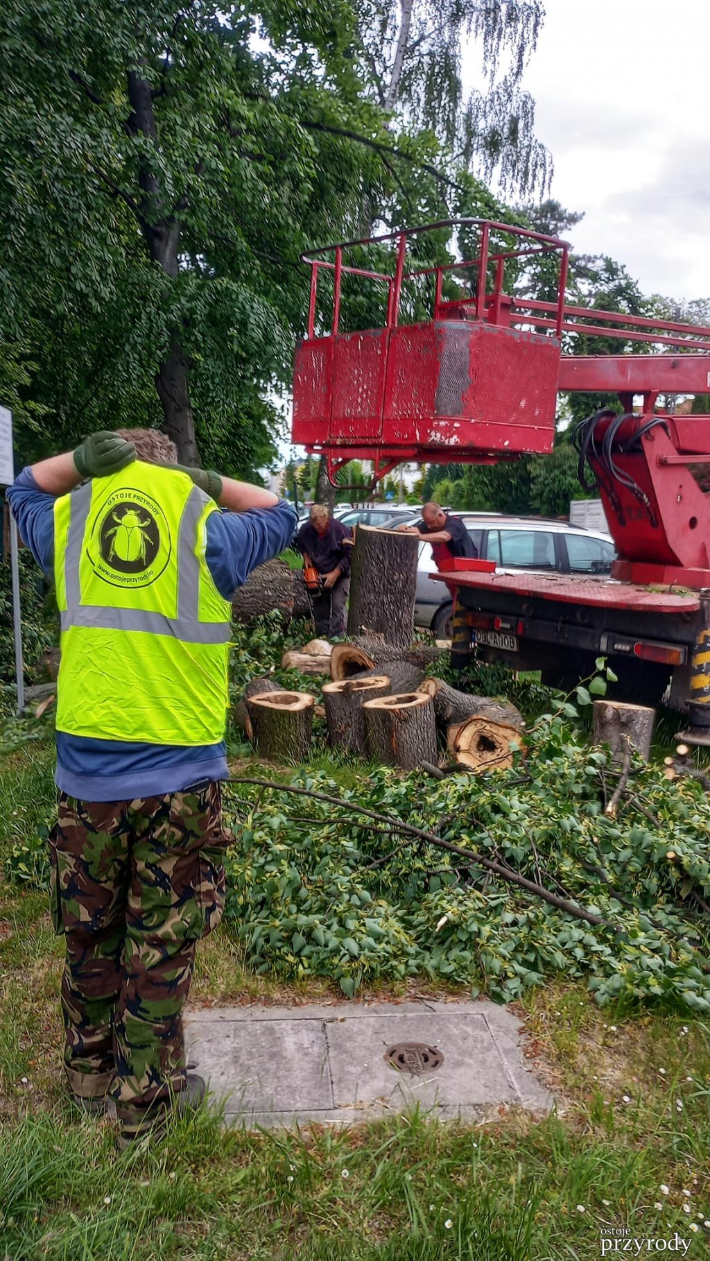 Pędraki w korzeniach