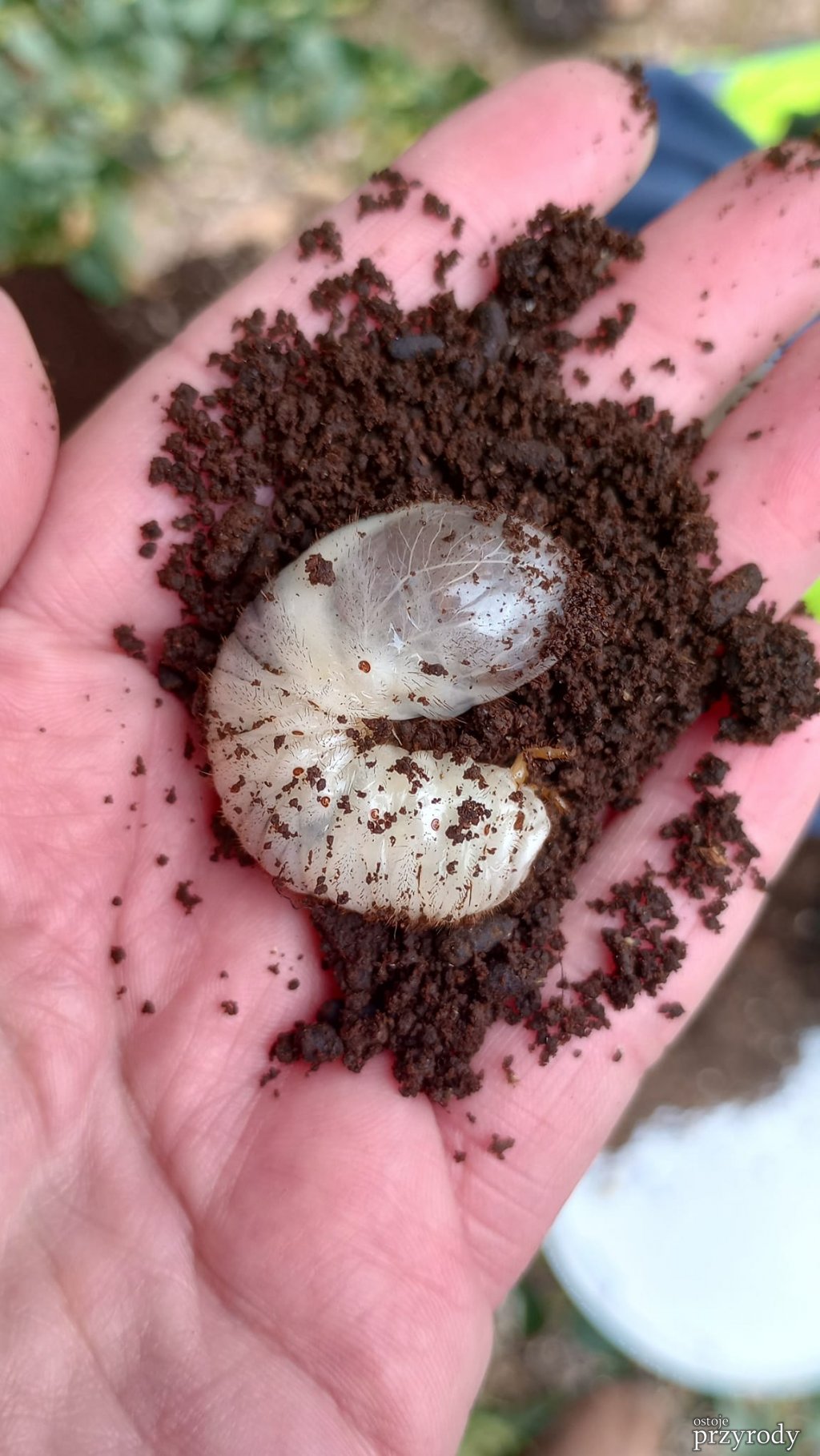 Pędraki w korzeniach