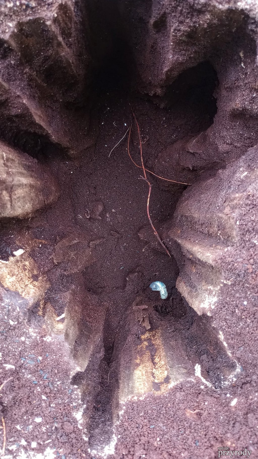 Pędraki w korzeniach