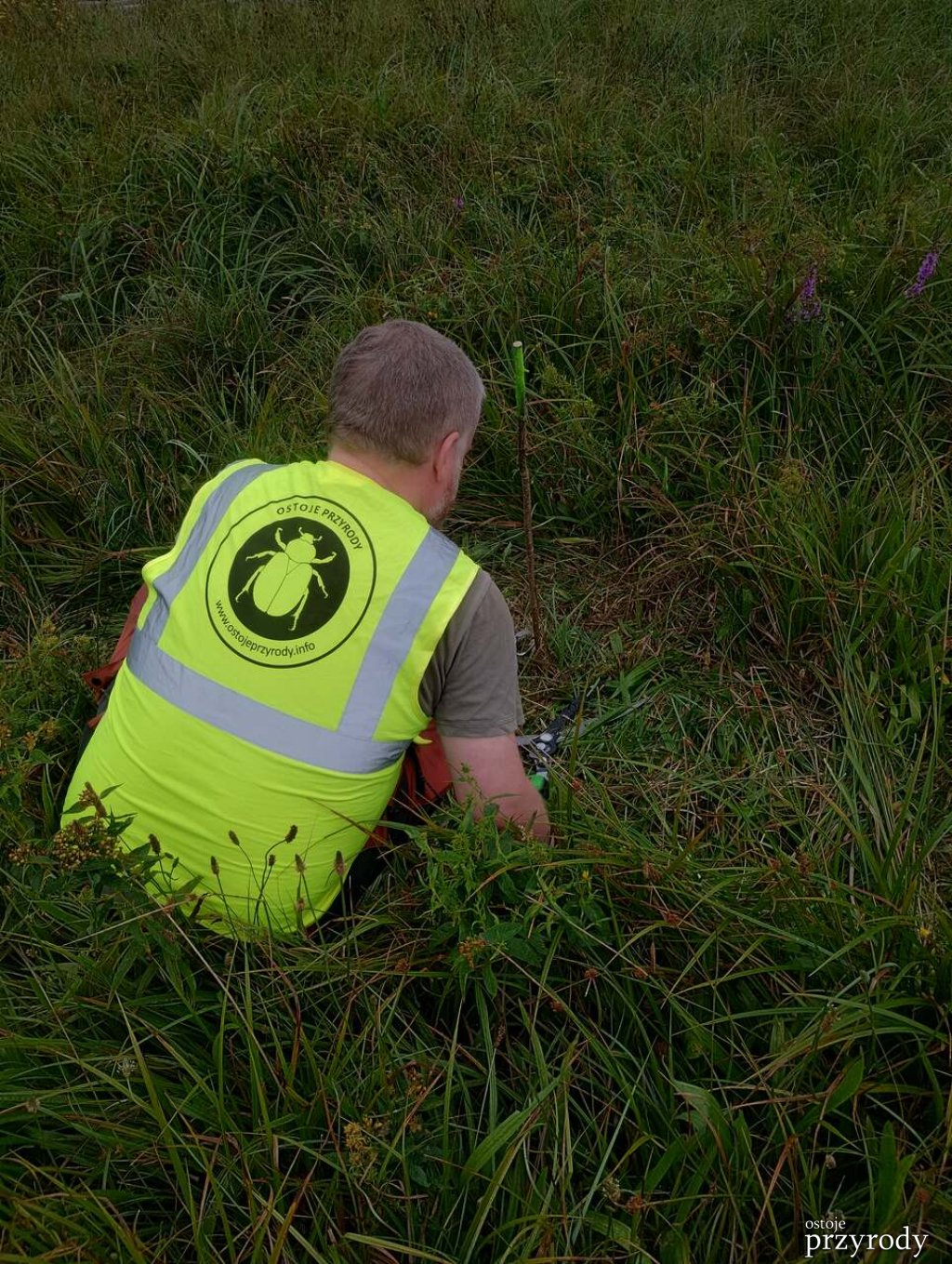 Translokacja kukułki